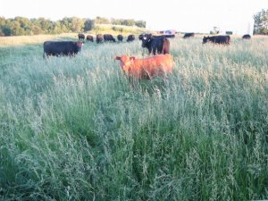 4952_96849558964_5073307_n